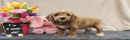 Miniature Poodle dogs for sale: Parfait - Ad 7