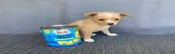 Chihuahua dogs for sale: Rudy - Ad 15