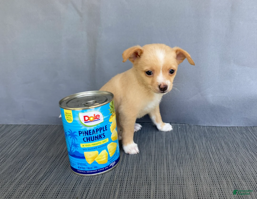 Chihuahua dogs for sale: Rudy - Ad 15