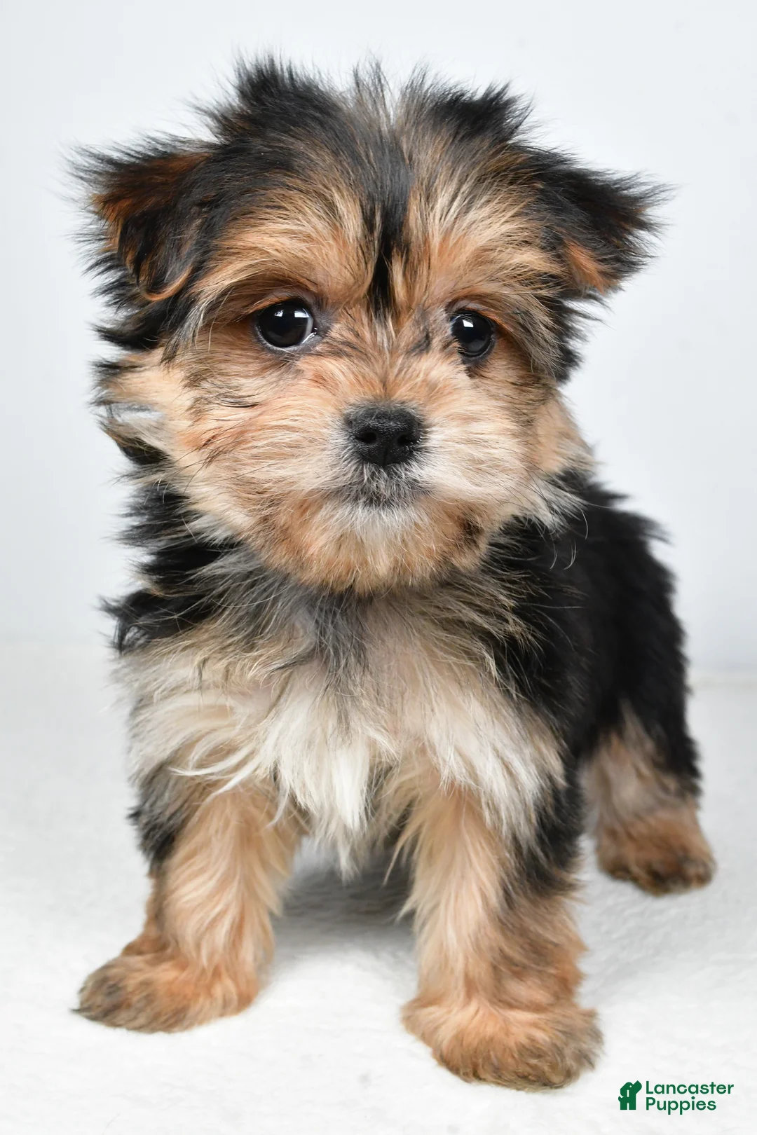 Morkie dogs for sale: Rita - Ad 7