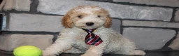 Mini Goldendoodle dogs for sale: Mini Ziggy - Ad 20