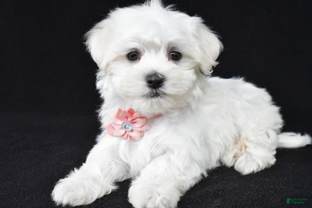 Maltese dogs for sale: Tessa - Ad 2