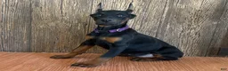 Doberman Pinscher dogs for sale: Violet - Ad 1