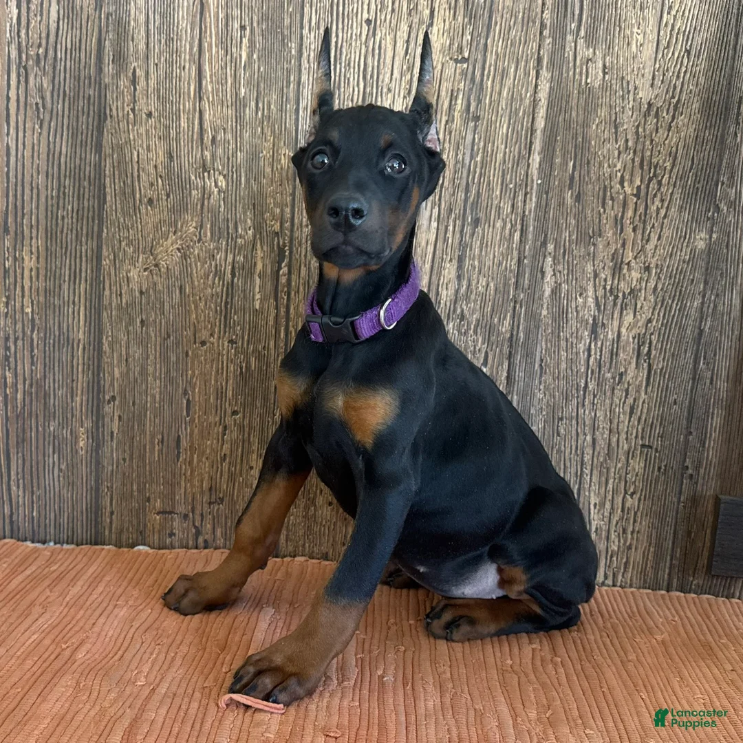 Doberman Pinscher dogs for sale: Violet - Ad 1