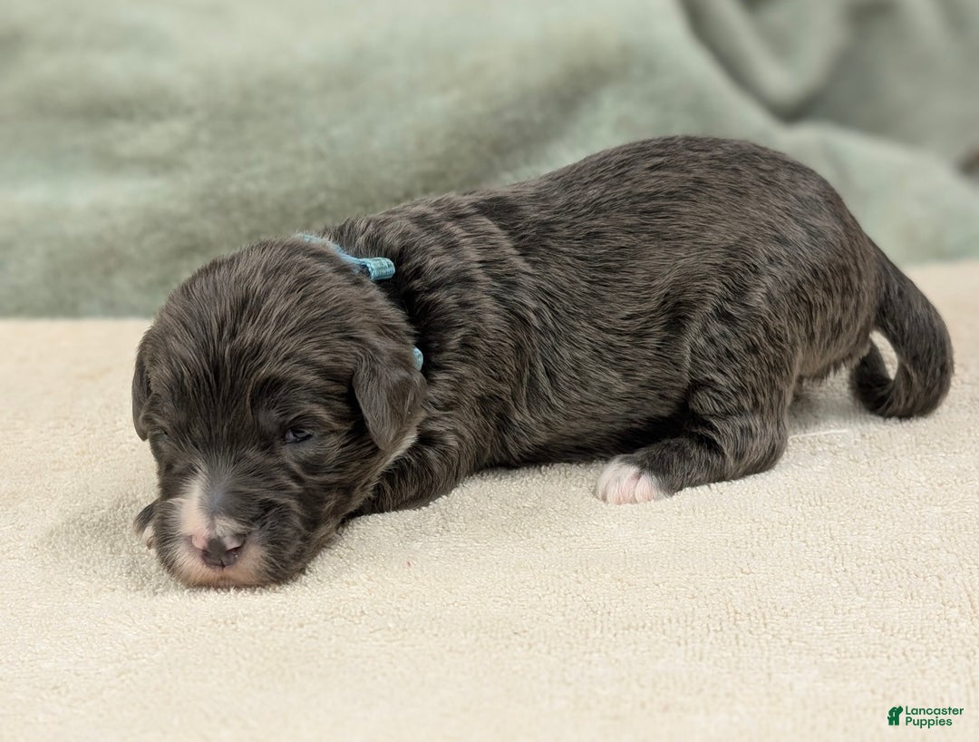 Sheepadoodle dogs for sale: Bronson - Ad 5