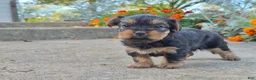 Yorkshire Terrier dogs for sale: Molly - Ad 15
