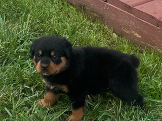 Rottweiler dogs Chief - Ad 23