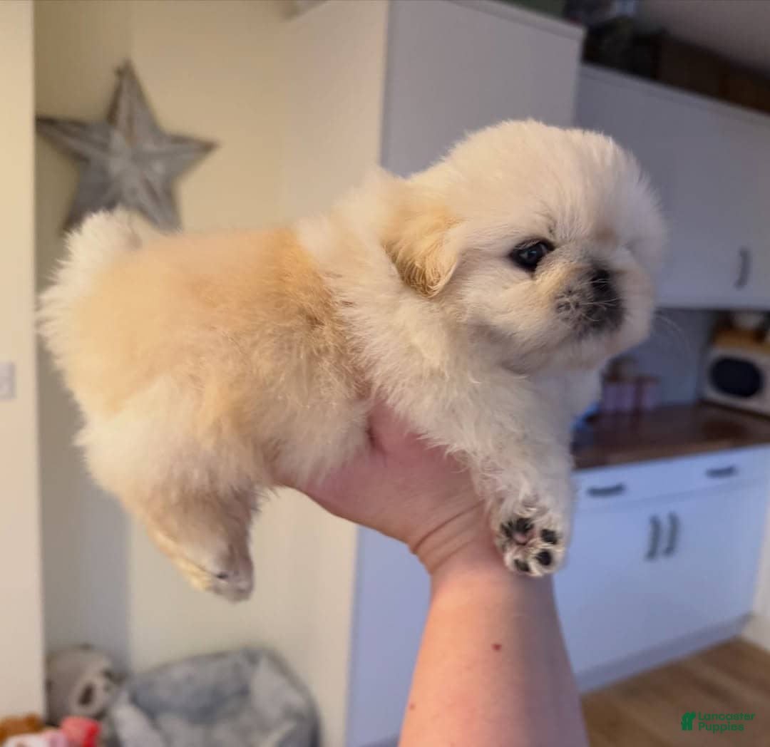 Pekingese dogs Ricky  - Ad 1