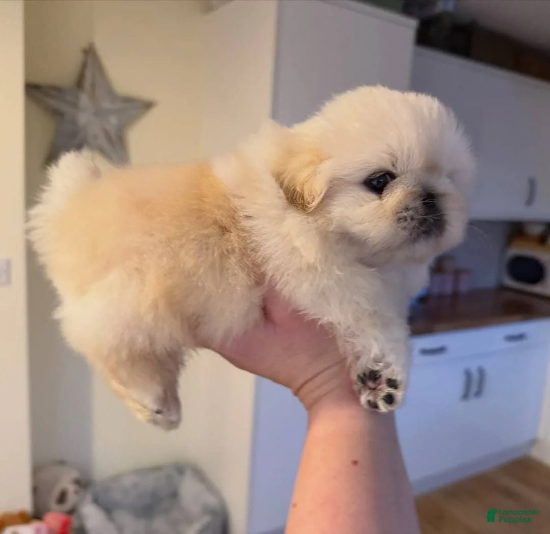 Pekingese dogs for sale: Ricky  - Ad 1