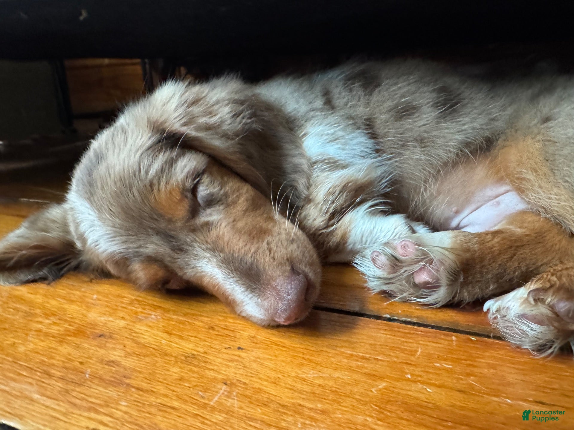 Miniature Dachshund dogs Miniature Dachshund - Ad 17