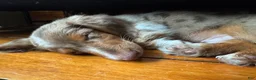 Miniature Dachshund dogs for sale: Miniature Dachshund - Ad 1