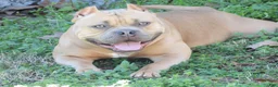 American Bully dogs for sale: American Bully 3 - Ad 3