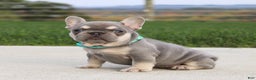 French Bulldog dogs for sale: Arie - Ad 7