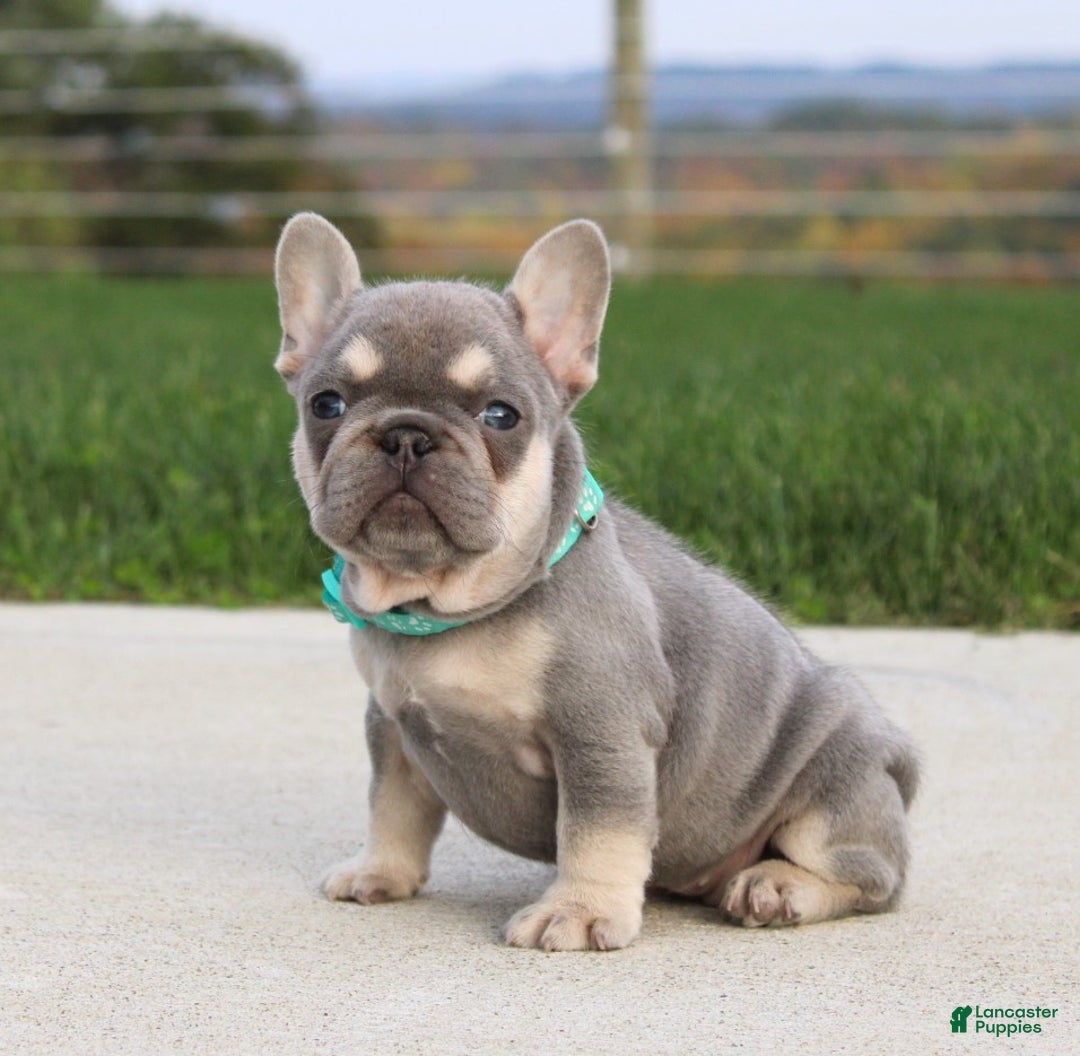 French Bulldog dogs for sale: Arie - Ad 7