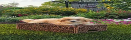 Havapoo dogs for sale: Avery - Ad 12