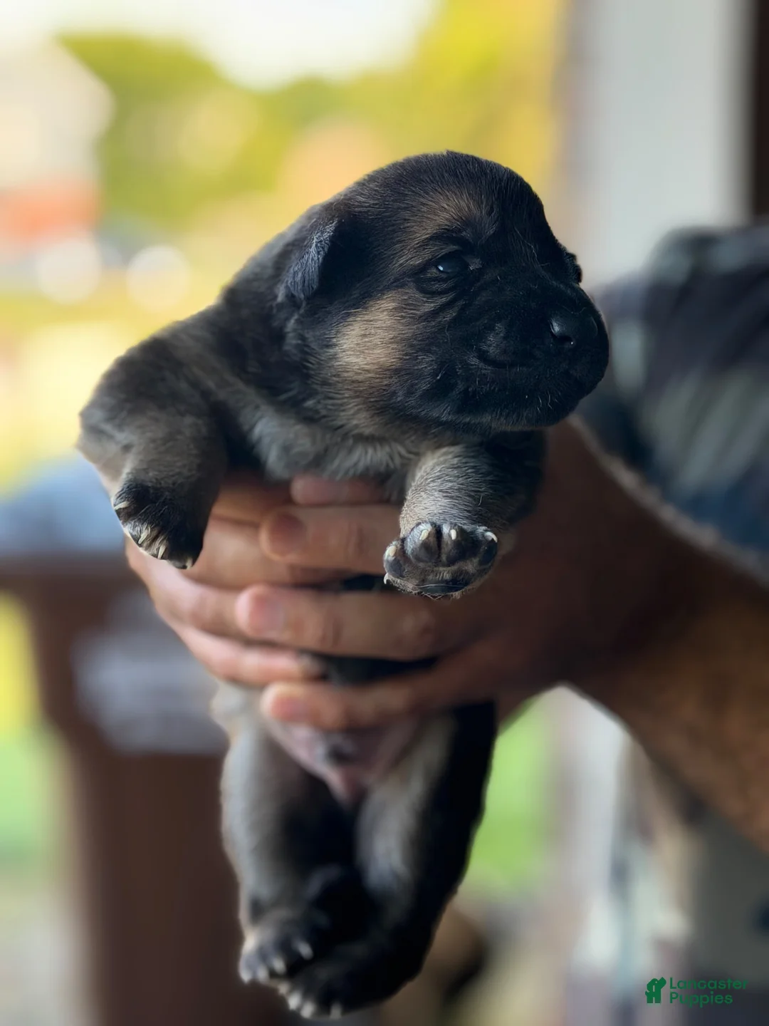 German Shepherd dogs for sale: German Shepherd 1 - Ad 1