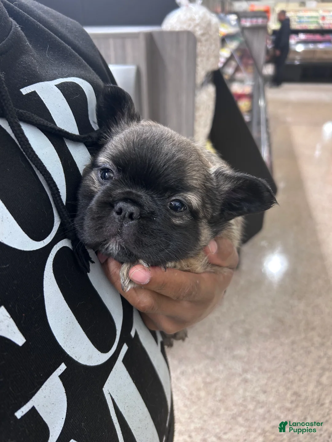 French Bulldog dogs for sale: French Bulldog Black & Tan short Hair - Ad 4