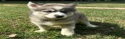 Siberian Husky dogs for sale: Charm - Ad 4