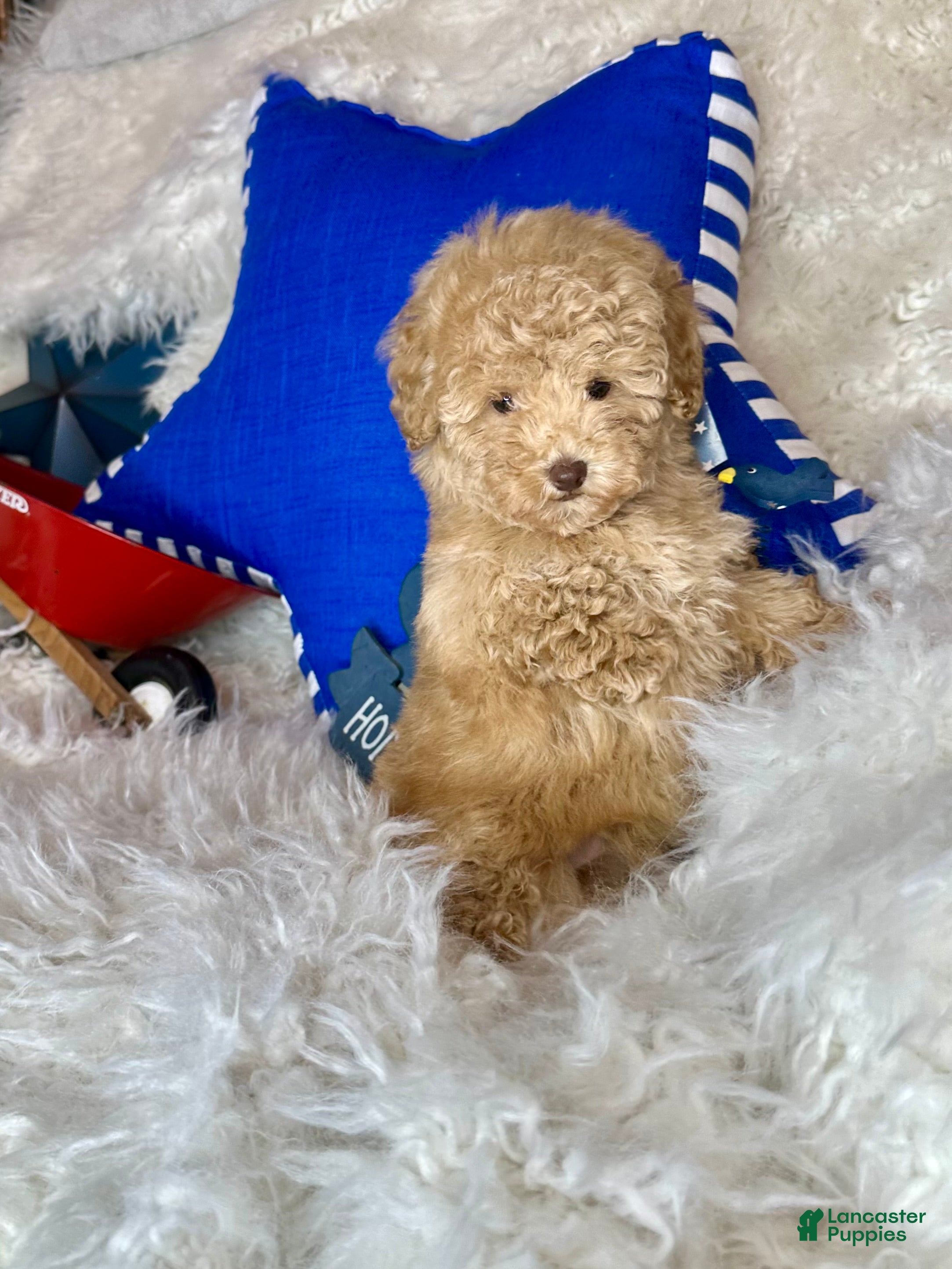 Toy Poodle dogs Yankee-Doodle - Ad 2