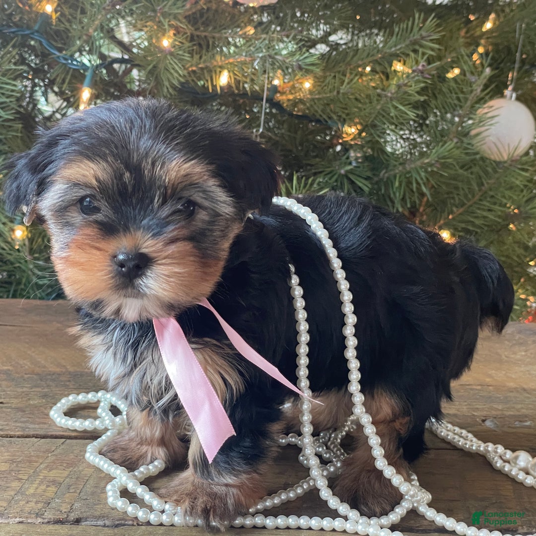 Mixed Breed dogs for sale: Lucy - Ad 9