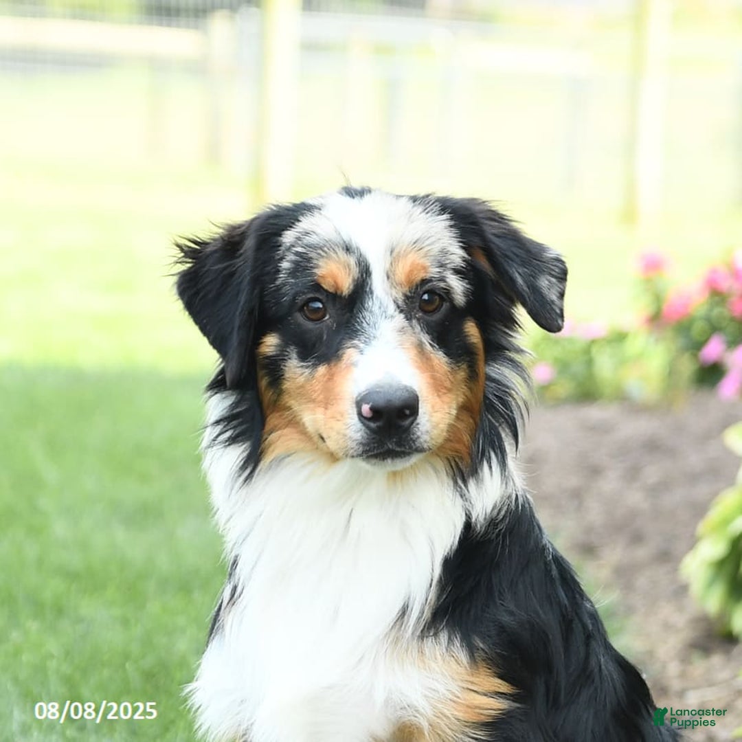 Miniature Australian Shepherd dogs for sale: Dozer - Ad 1