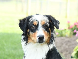 Miniature Australian Shepherd dogs Dozer - Ad 36