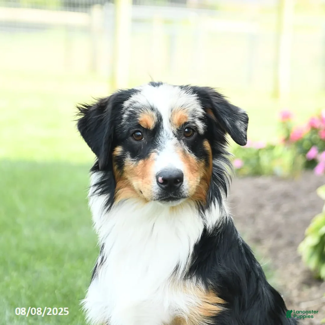 Miniature Australian Shepherd dogs for sale: Dozer - Ad 5