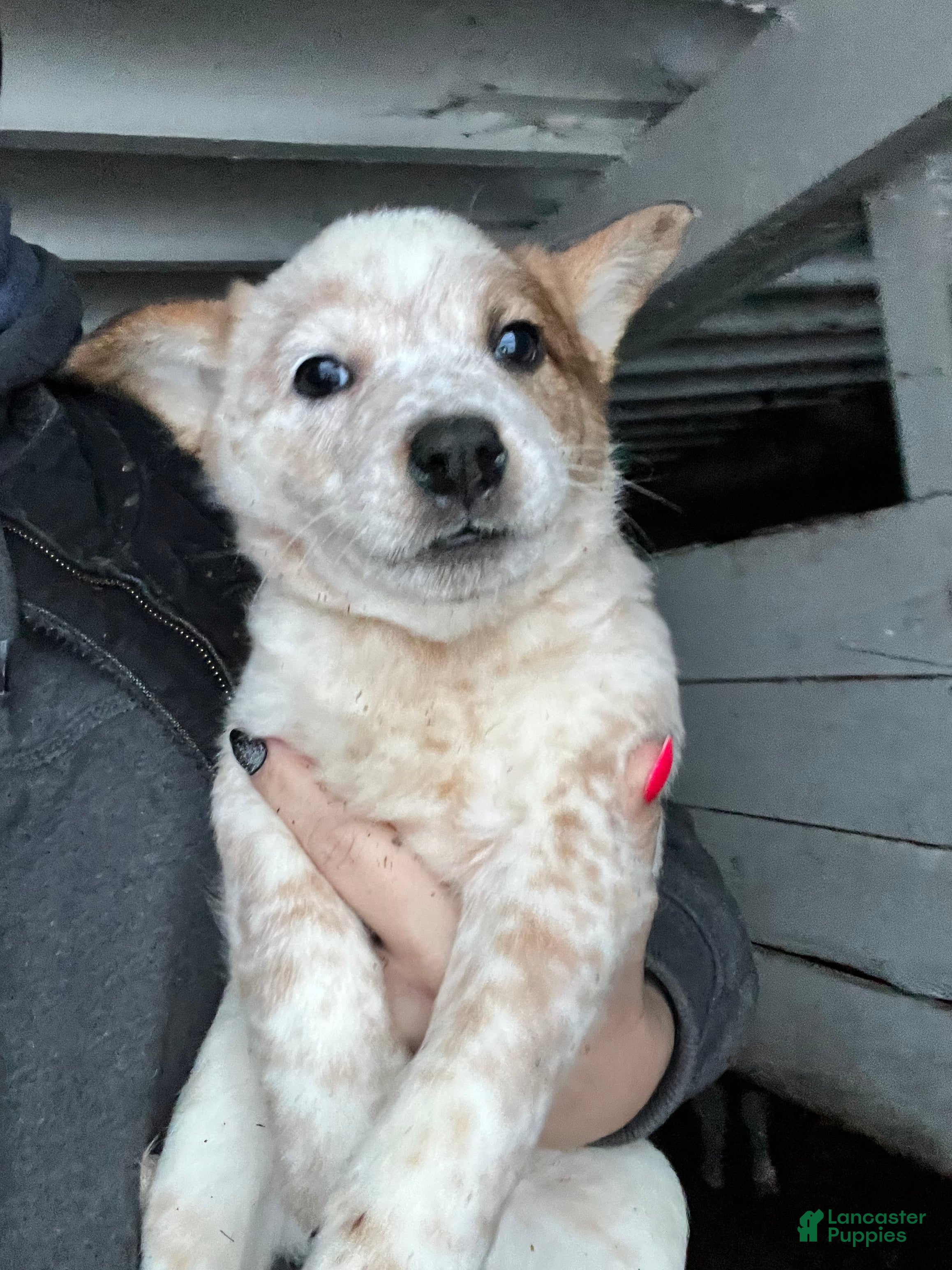 Australian Cattle Dog dogs Louie - Ad 34