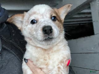 Australian Cattle Dog dogs Louie - Ad 38