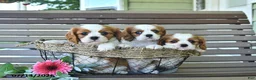 Cavalier King Charles Spaniel dogs for sale: Braden - Ad 5