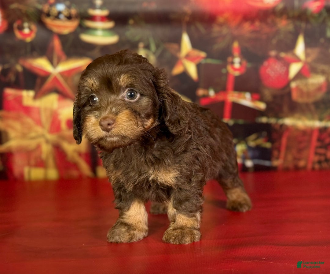 Mixed Breed dogs for sale: Queenie - Ad 6