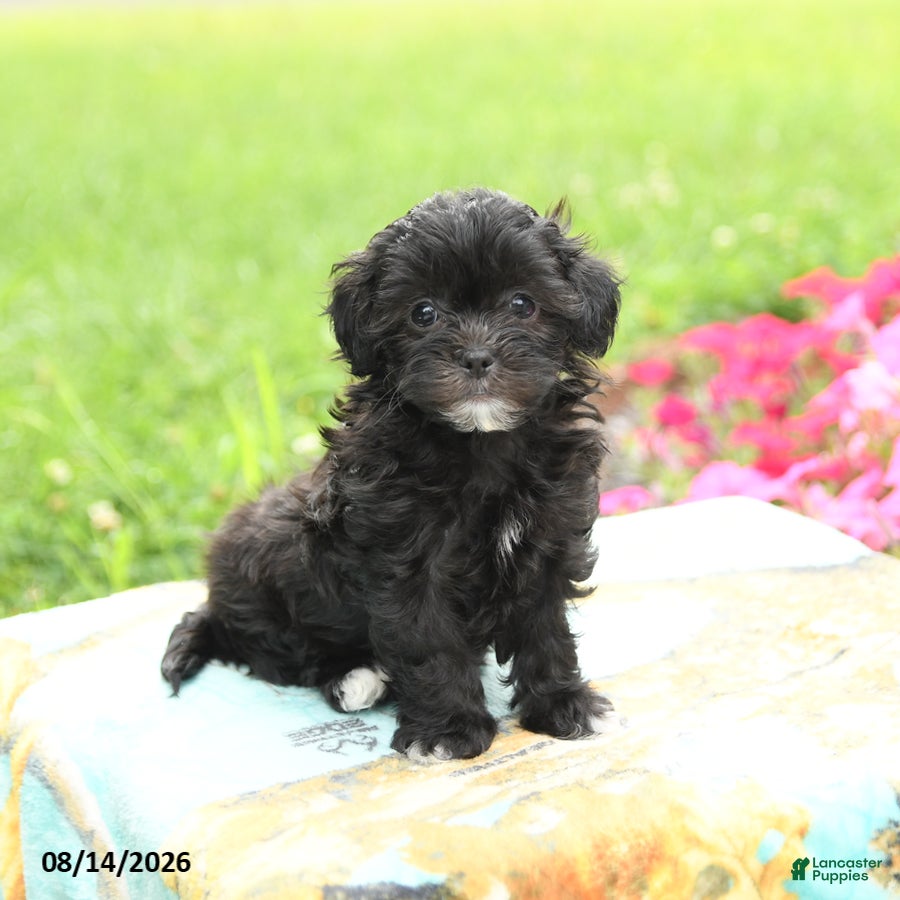 Shihpoo dogs Jade - Ad 1