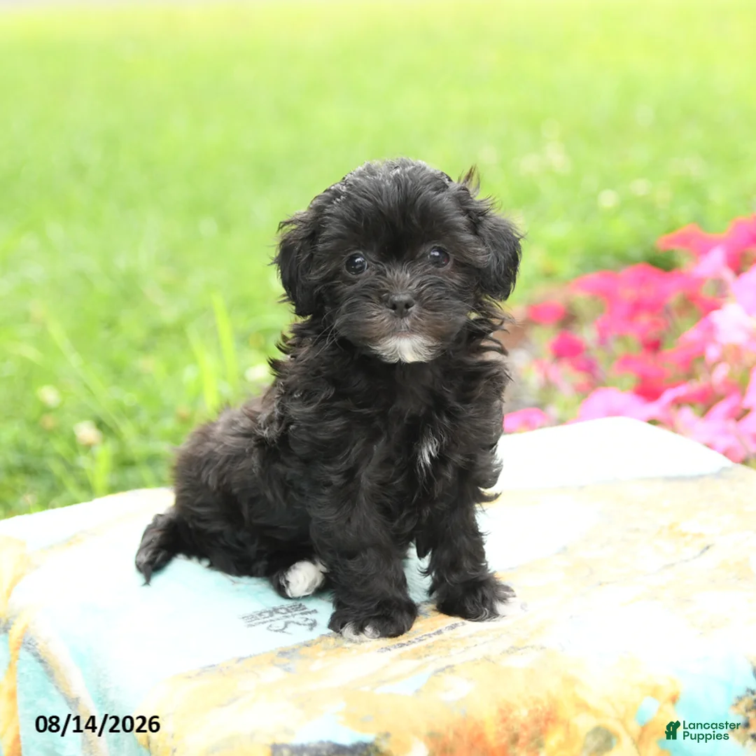 Shihpoo dogs for sale: Jade - Ad 1