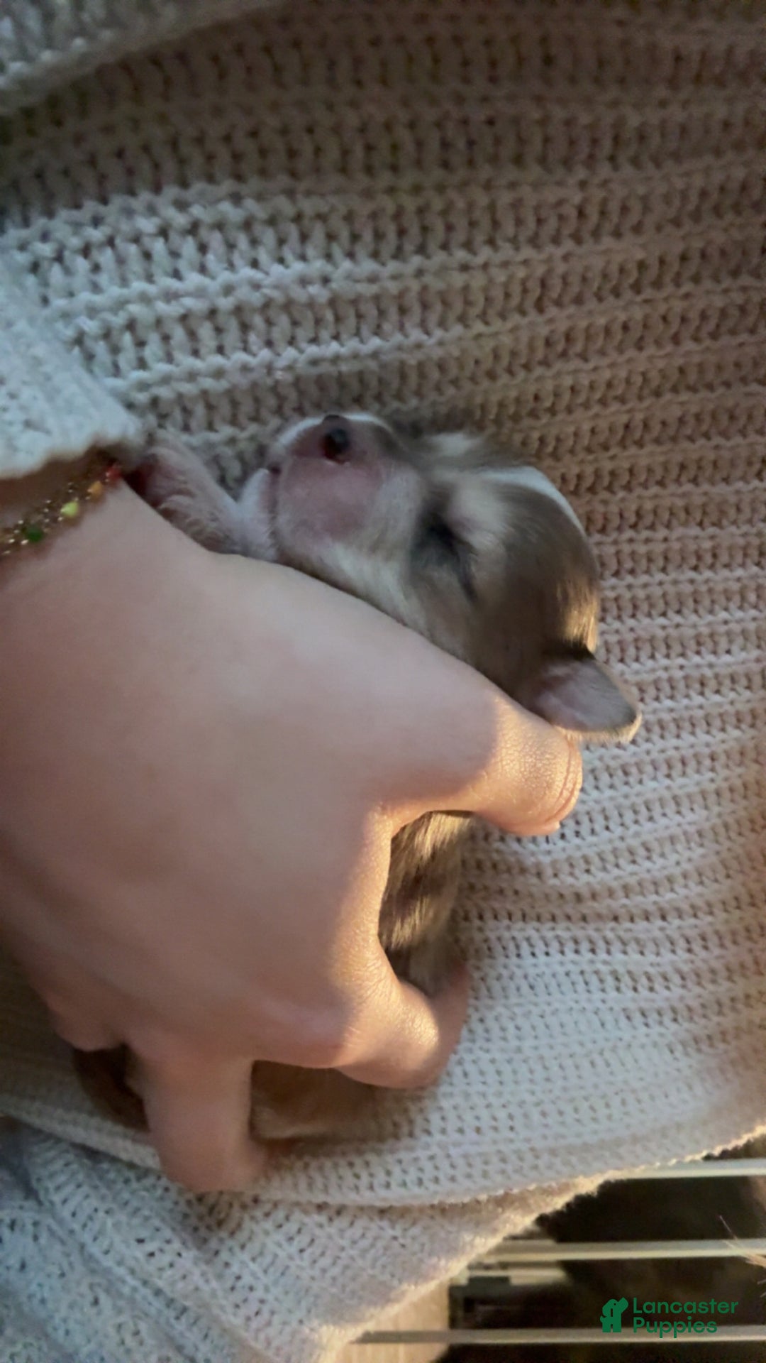 Mixed Breed dogs for sale: Adore - Ad 3