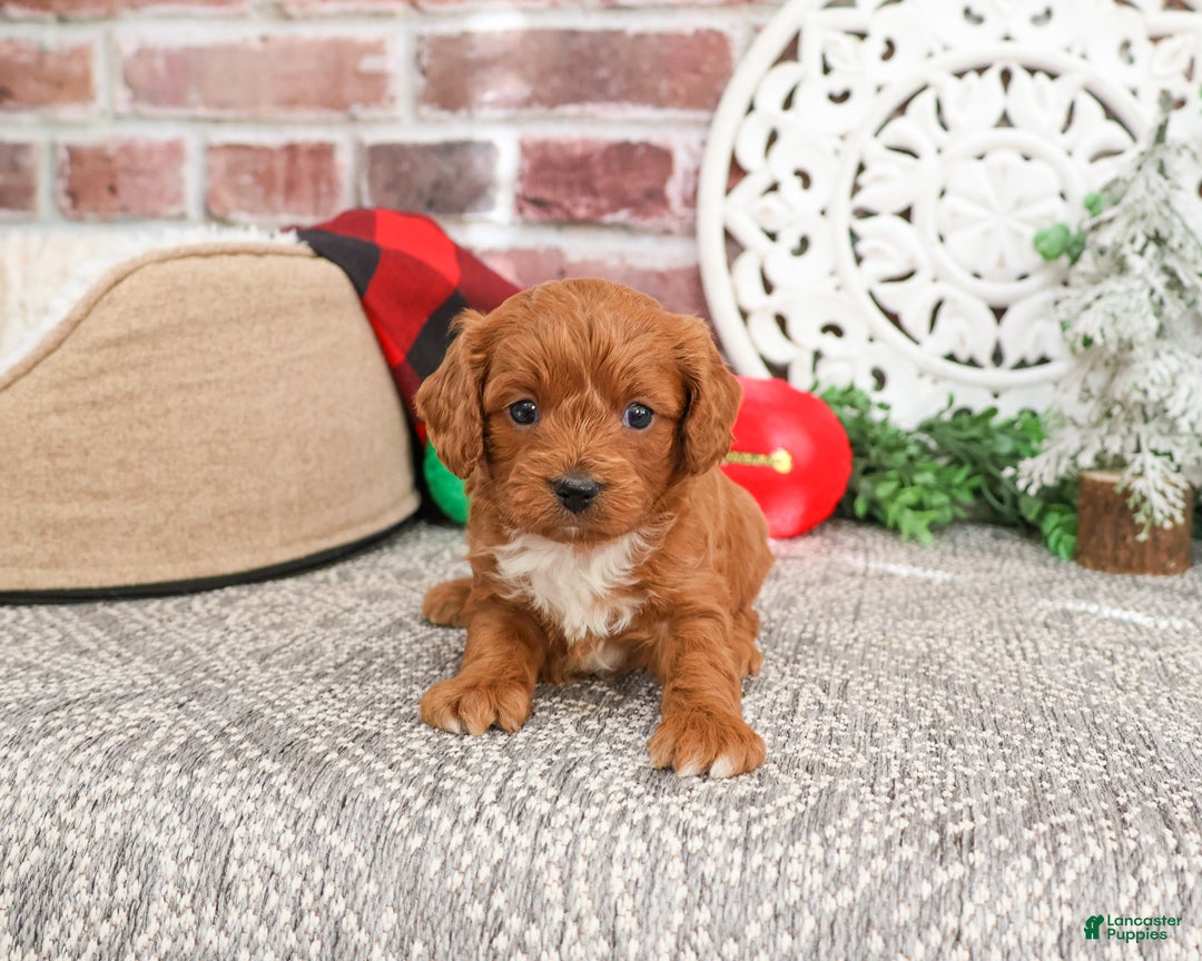 Cavapoo dogs for sale: Brewer - Ad 5