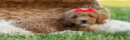 Miniature Poodle dogs for sale: Tyson 💙✨ - Ad 5