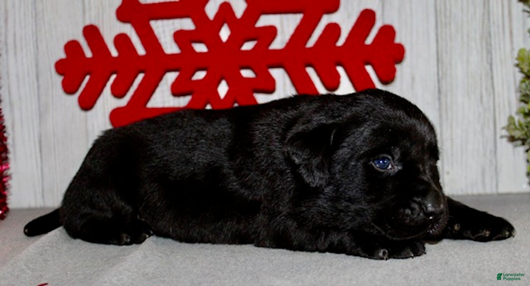 Labrador Retriever dogs for sale: Dasher - Ad 5