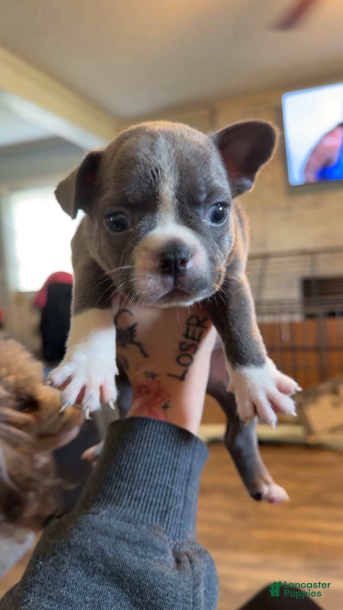 Mixed Breed dogs Ice - Ad 1