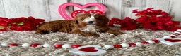 Cavapoo dogs for sale: Zabo - Ad 2