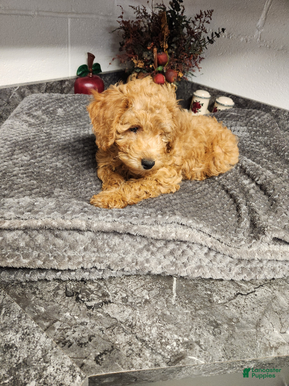 Mini Goldendoodle dogs for sale: Birdie - Ad 1