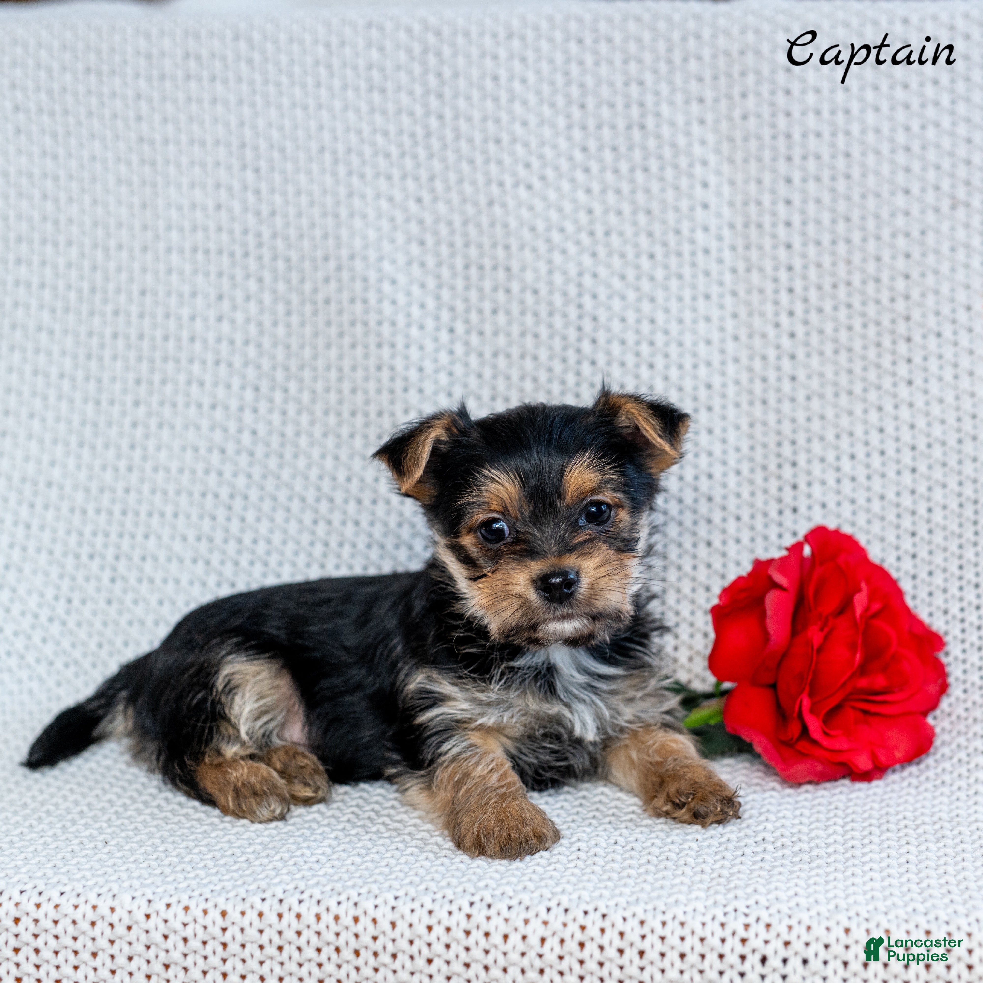Morkie dogs Captain  - Ad 3