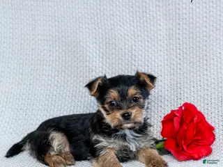 Morkie dogs Captain - Ad 2