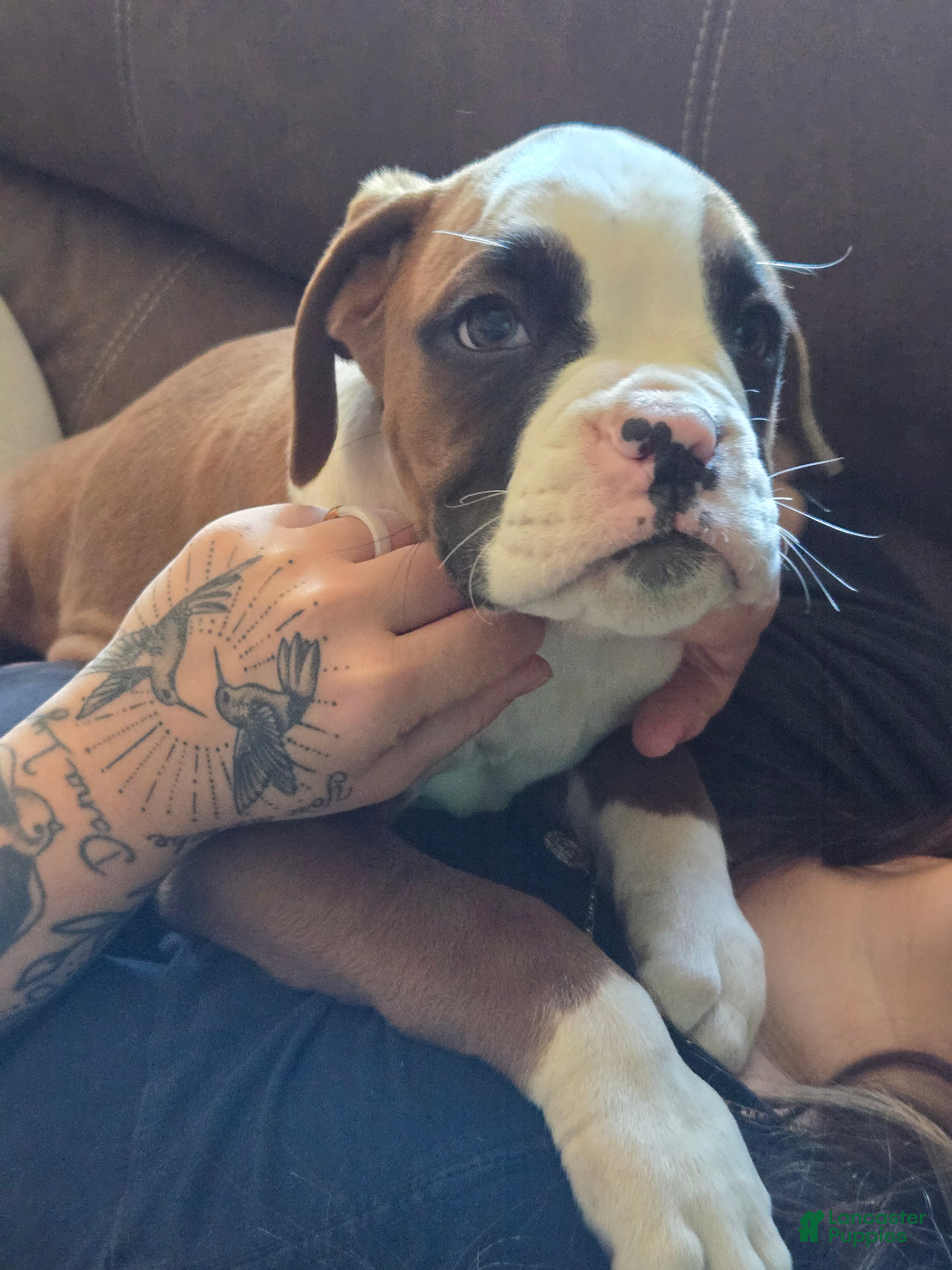 Boxer dogs Hank - Ad 40