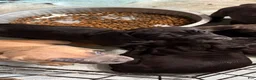 Cane Corso dogs for sale: Sassy - Ad 2