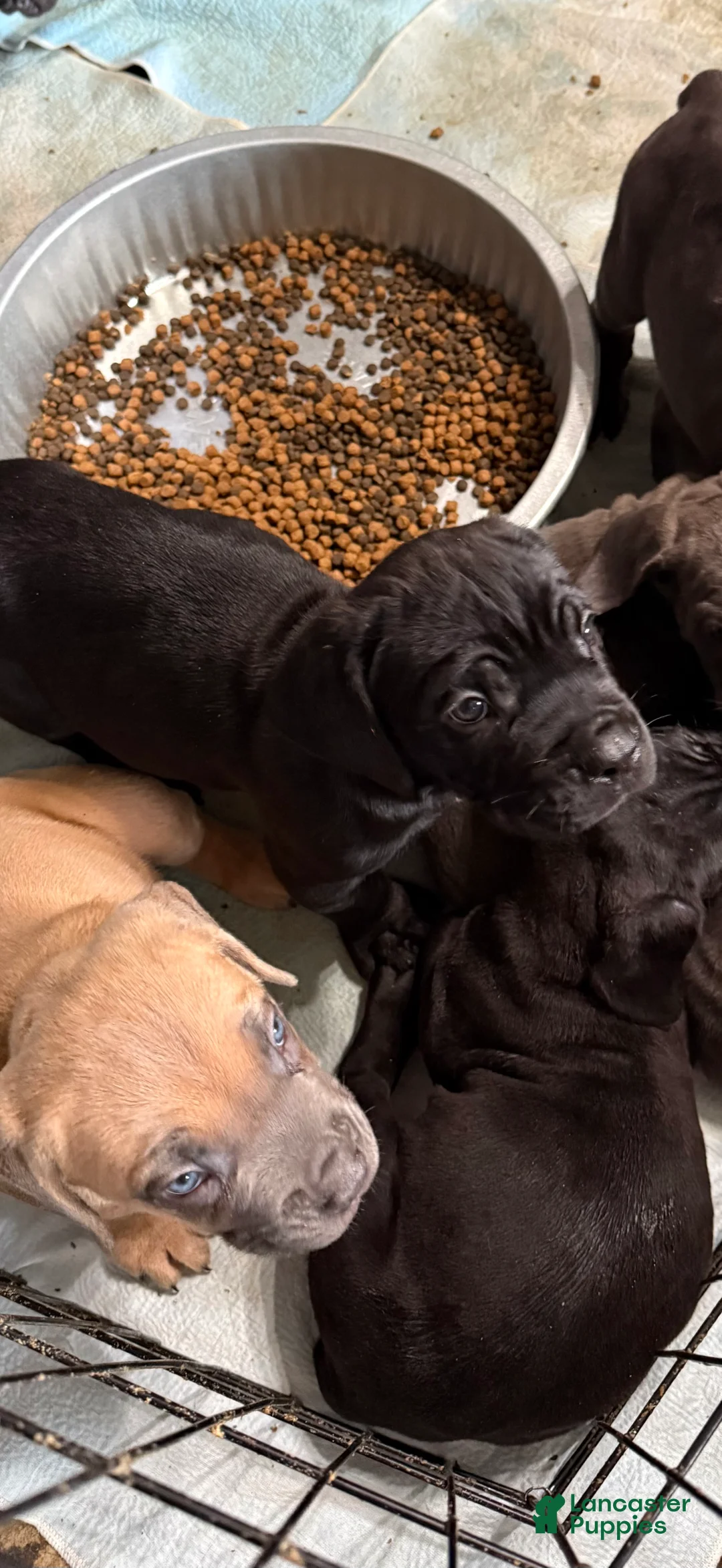 Cane Corso dogs for sale: Sassy - Ad 2