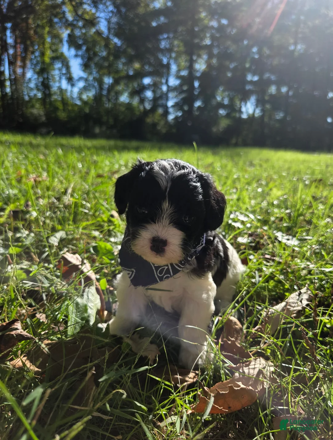 Cavapoo dogs for sale: Magnolia - Ad 1