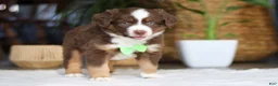 Australian Shepherd dogs for sale: Roo - Ad 2