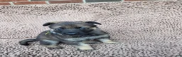 German Shepherd dogs for sale: SAKI - Ad 2