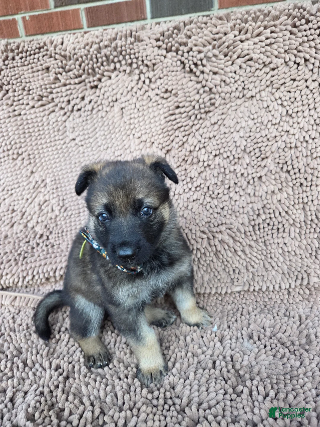 German Shepherd dogs for sale: SAKI - Ad 2