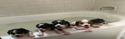 Cavalier King Charles Spaniel dogs for sale: Duke Jr. - Ad 8